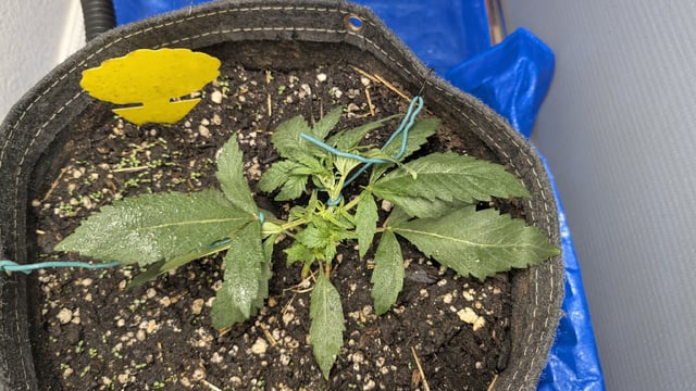 mephisto winter 2026 — vegetative, day 20