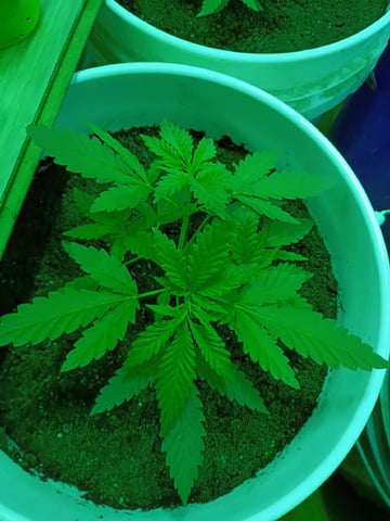 first grow — vegetative, day 123