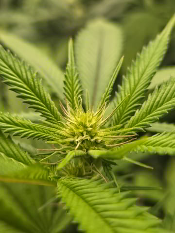 First Grow — flower, day 77