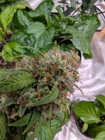 Strawberry Banana — flower, day 97