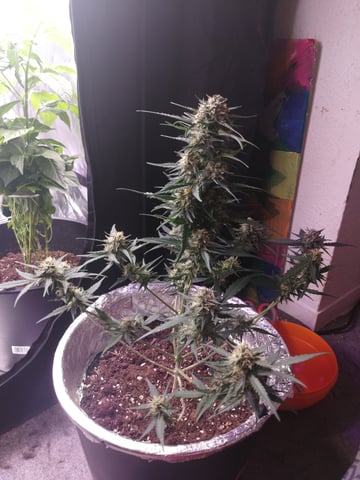 AWC  — harvest, day 63