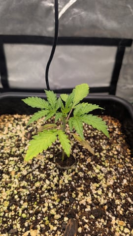 Lemon Cherry Gelato Auto — vegetative, day 20