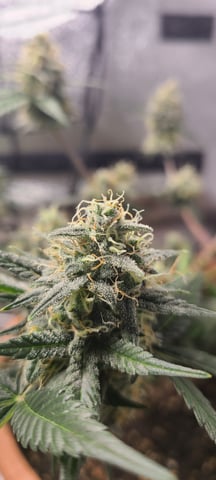 Alaskan bananaberry auto — flower, day 60