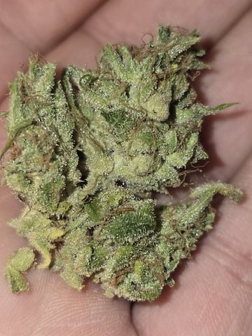 3rd Auto Grow — flower, day 207