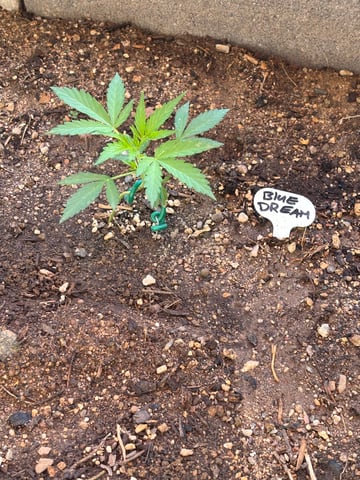 3 seeds  — vegetative, day 39