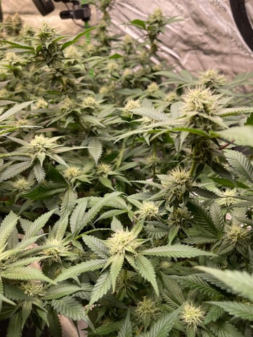 Clones GodFather OG Clones — flower, day 80