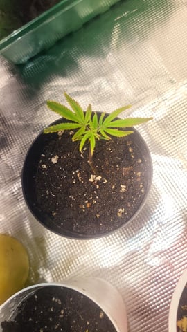 2x2x4 — vegetative, day 28