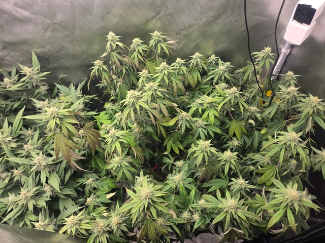 First Grow — flower, day 91