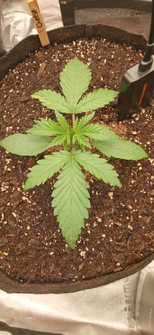 newest ggs setup grow — vegetative, day 19