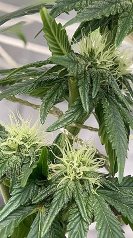 2025-26 harvest INDOOR — flower, day 110