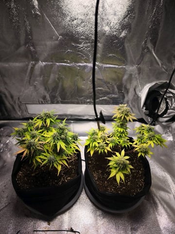 New grow