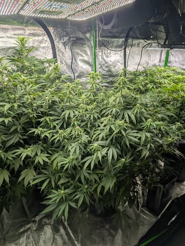 Acapulco Gold  — flower, day 77