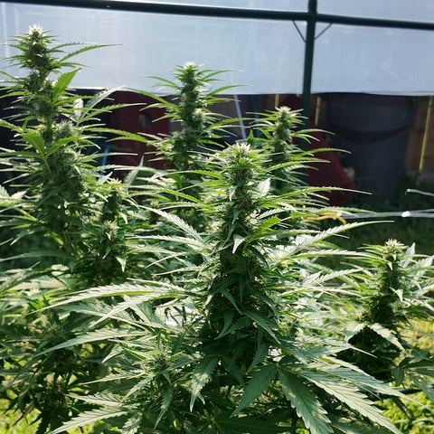 Keepers OG Auto — auto, day 5