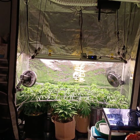 TentPlantLightFan — vegetative, day 72