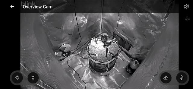 Royal Cookies (Auro) — seedling_rooting, day 1