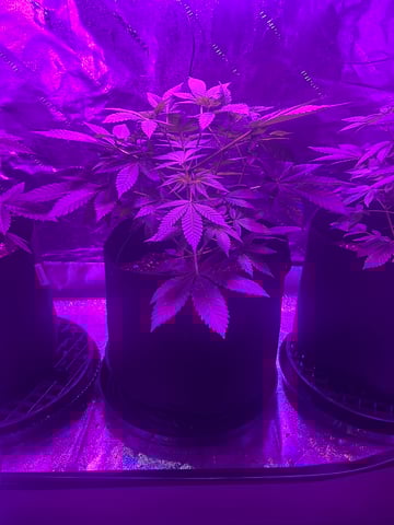 First Round — vegetative, day 1