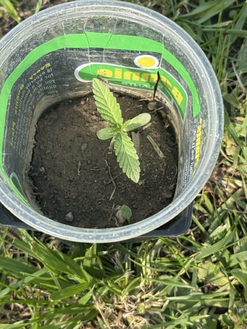 Random Seed — grow_setup, day 2