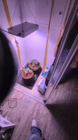 pineapple Express  — none, day 175