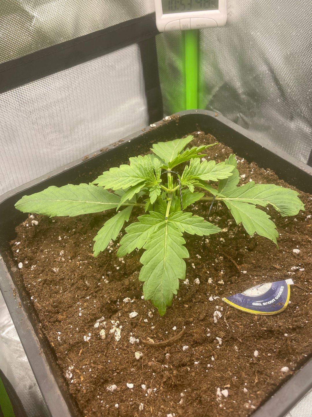 GSC First grow