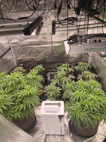 Gurilla Glue #4 × Samsquatch autos — vegetative, day 24