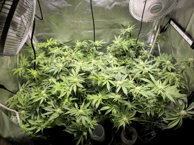 Kushberry Moonrocks — flower, day 68