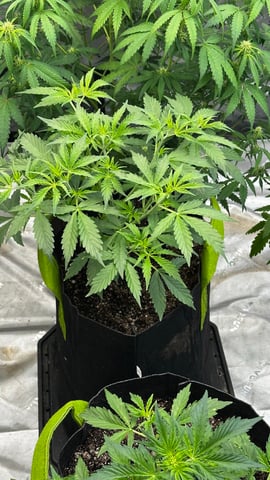 Gorilla Cookies Auto (42 FastBuds) — flower, day 36
