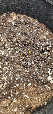 FastBuds Trainwreck Auto — seedling_rooting, day 5