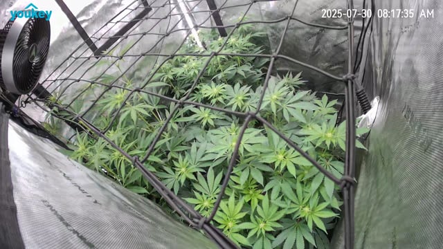 Purple Haze  — flower, day 66