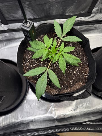 wedding cake auto FIRST GROW! — vegetative, day 20