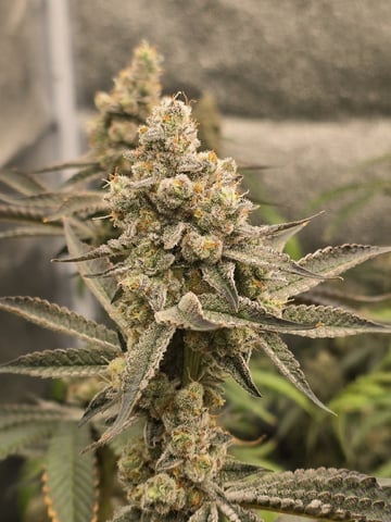 Hydroponic Photos — flower, day 75
