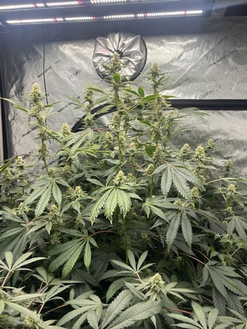 The Bling  — flower, day 114