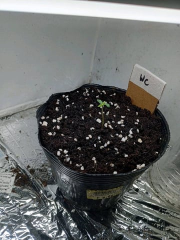 Outdoor Green House — seedling_rooting, day 1