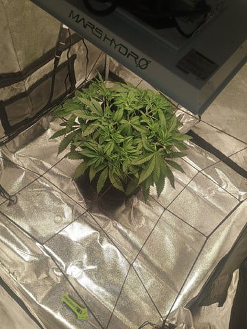 lil Slurry, first grow — flower, day 41