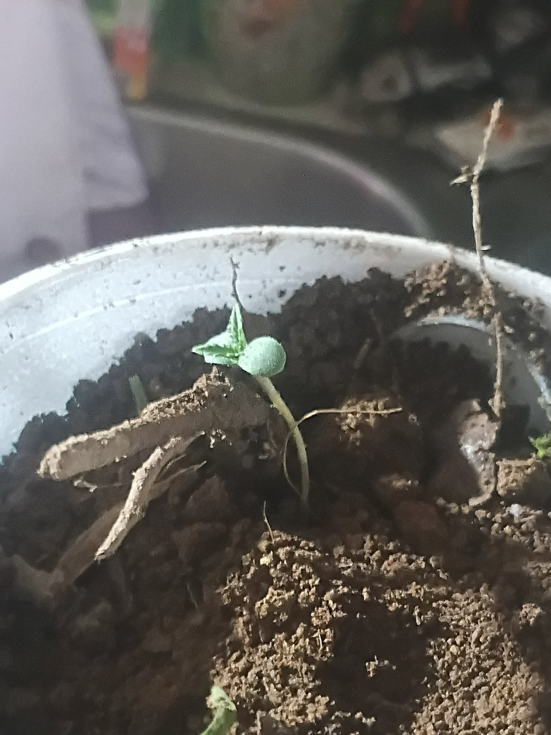 First Twins