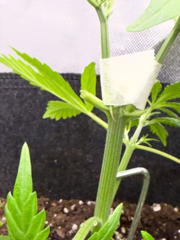 Grow #2 — vegetative, day 42