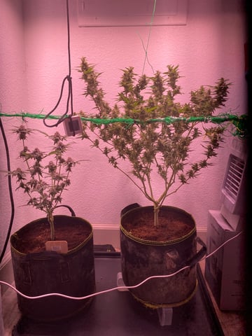 pineapple Express  — flower, day 30