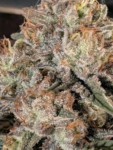 Black African Magic — flower, day 191