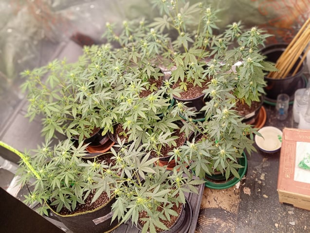 4 Different Kinds Of Autos  — flower, day 44