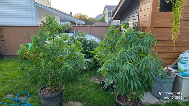 Canadian Summer Outdoor — vegetative, day 59
