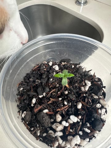 Cabana do Gato — seedling_rooting, day 9