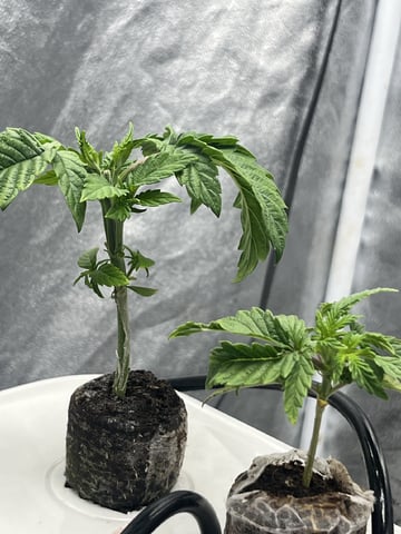 Humboldt Chicken N Wafflez — vegetative, day 20