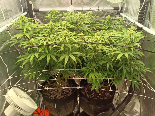 Starfighter/Ohio Guptilla Hybrid — flower, day 6