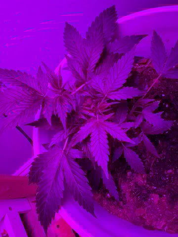 OG Kush — flower, day 67