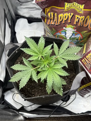 Random Seed — vegetative, day 22