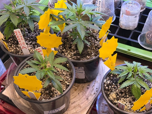 Apollo x Jealousy  — vegetative, day 2