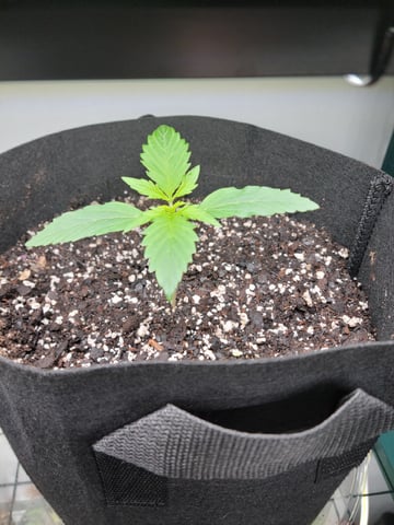 Watermelon Auto — vegetative, day 14