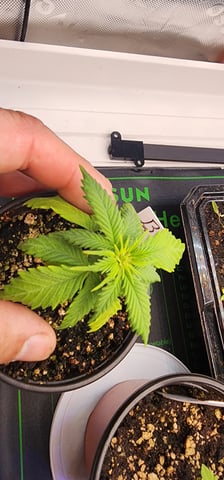 Here We Grow... — seedling_rooting, day 27