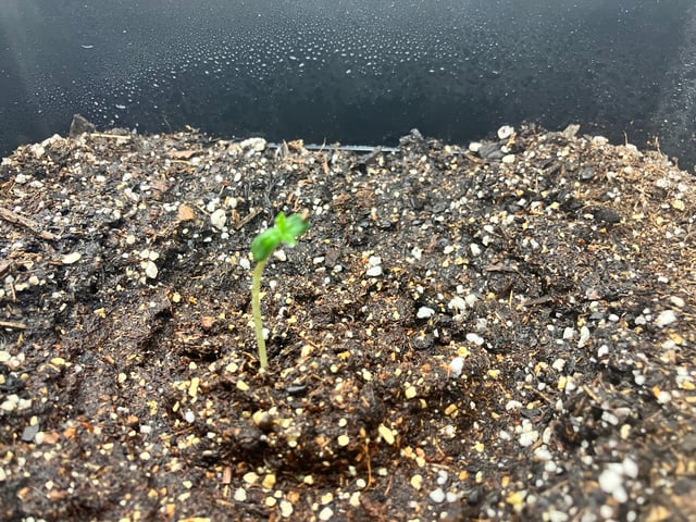 My First Grow — germination, day 5