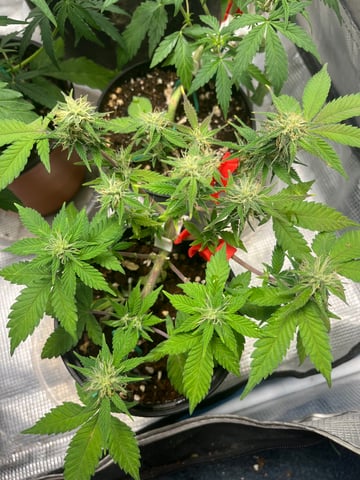 32oz Container Grow — auto, day 27