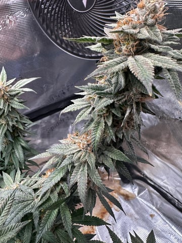 Starting Flower mom Clones 